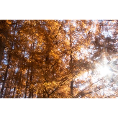 77.0mm Softener NO0.5