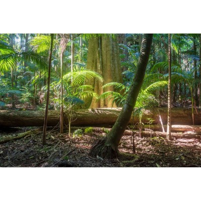 49.0mm Mist Diffuser BK No 0.5